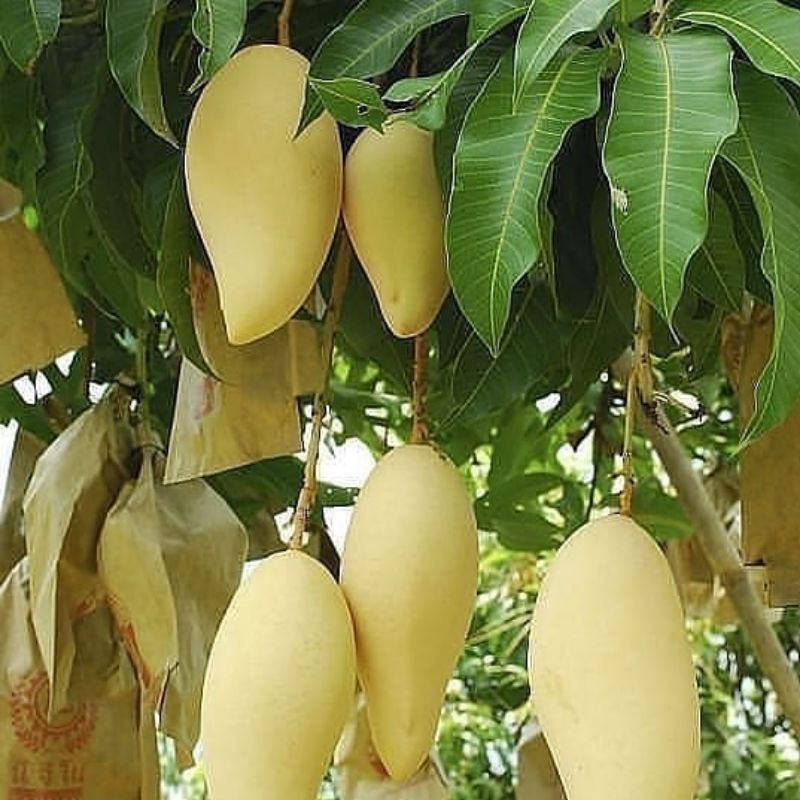 BIBIT MANGGA NAMDOKMAI/MANGGA GOLDEN