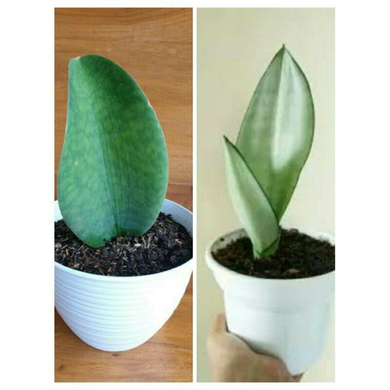 paket 2 tanaman hias sensivera centong dan monshine