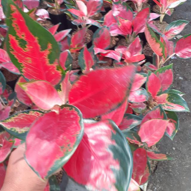 Suksom super special