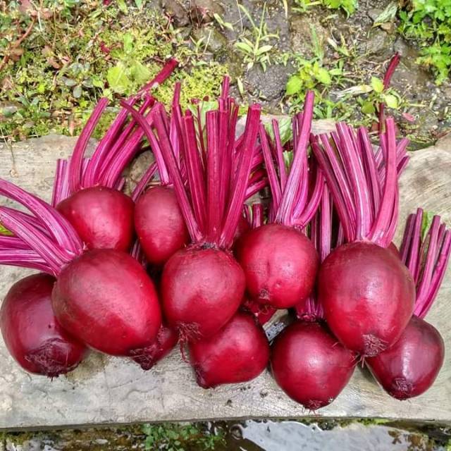 

BUAH BEET organik fresh 1 kg langsung dari kebun