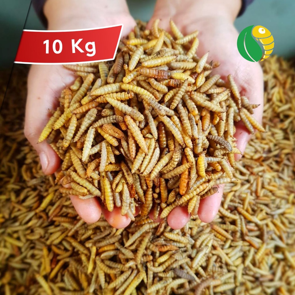 PAKET 10 kg GROSIR MURAH Dry maggot Maggot kering GRADE A PREMIUM BERSIH TANPA MINYAK HI-GROWTH PERT
