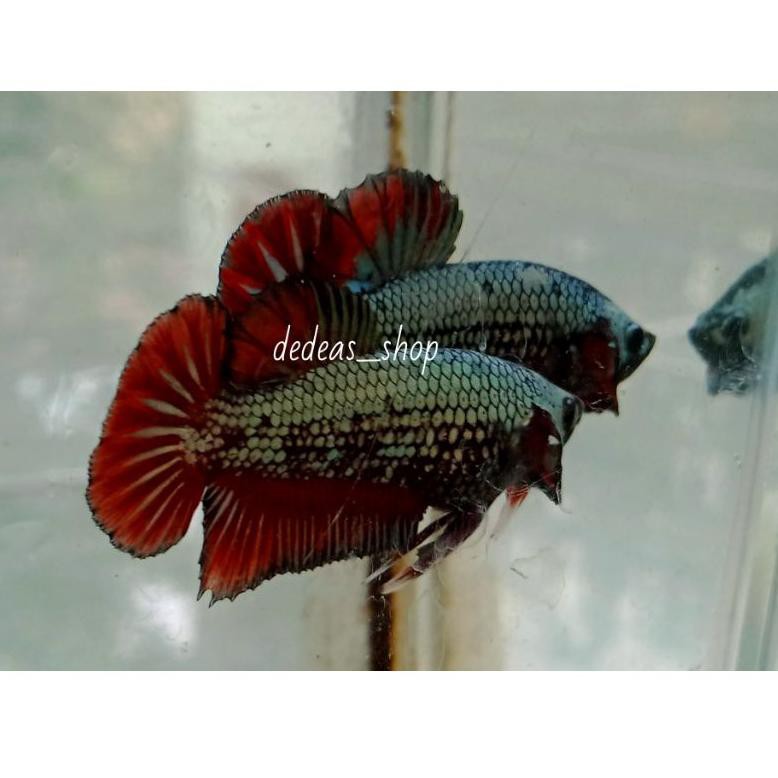 STAR BRANDS Cupang Red Samurai Male Paket 2 Ekor