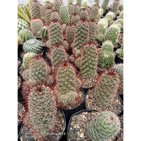 Kaktus semut merah besar/kaktus ownroot/kaktus pasaman
