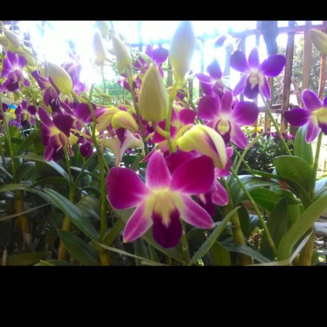 Anggrek dendrobium sonia