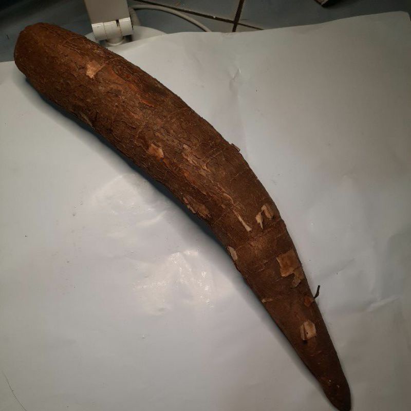 

Singkong Kayu