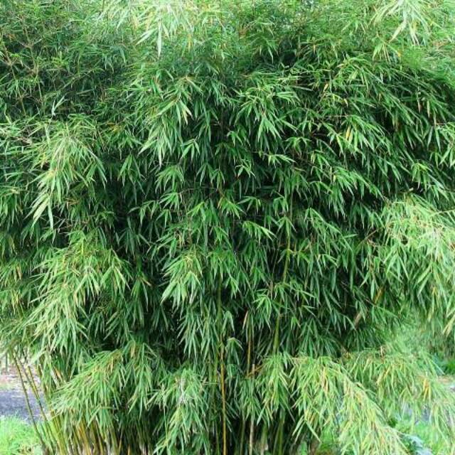 Daun Bambu Bacang