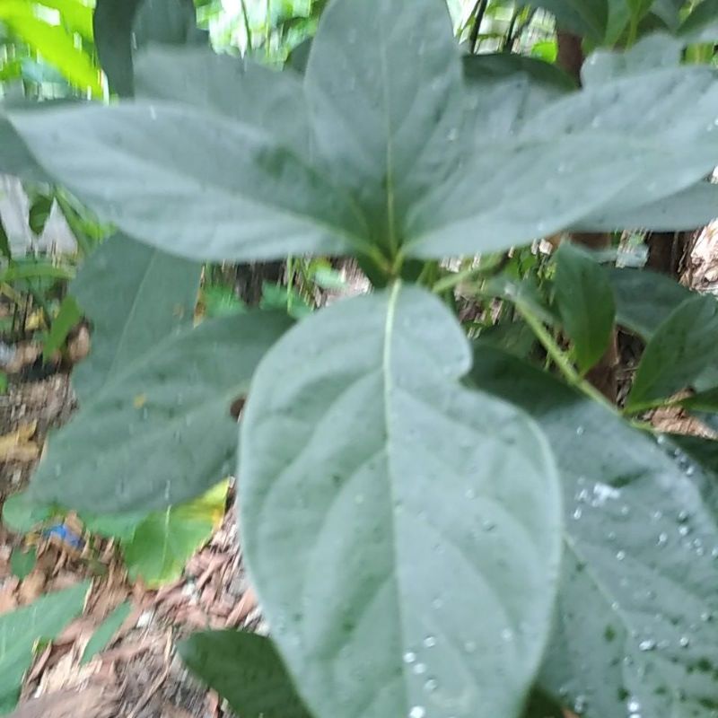 

Daun Apokat Alpokat fresh minim order 20 helai @