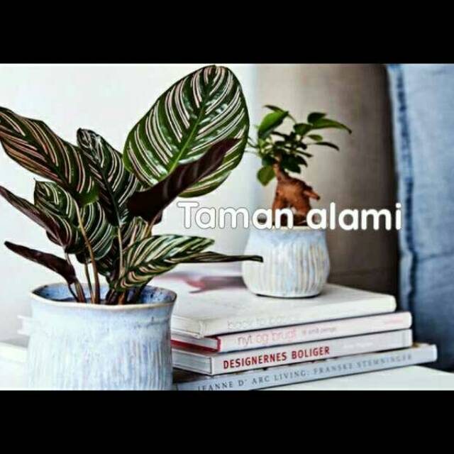 Tanaman hias calathea ornata - calathea ornata