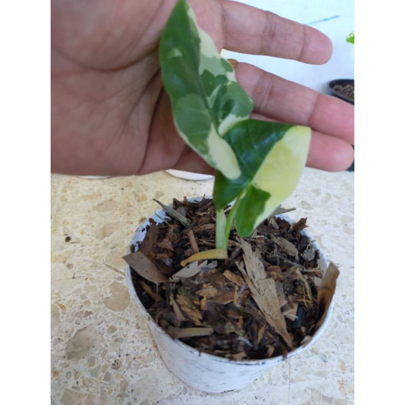 Tanaman hias sente keladi varigata