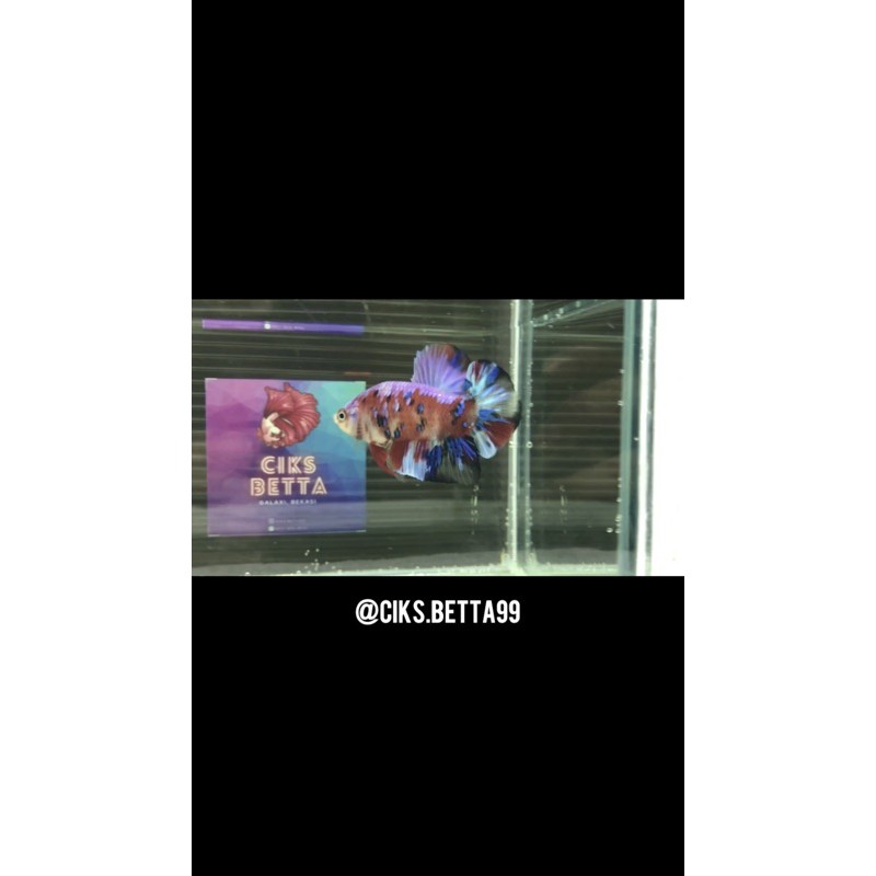 Nemo Candy Multicolor