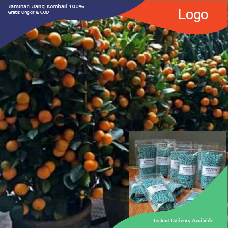 1 paket isi 4  bibit jeruk Santang madu free pupuk nkp mutiara hijau 100gram