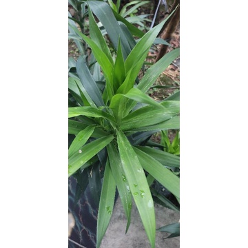 

daun suji segar fresh 1 ikat