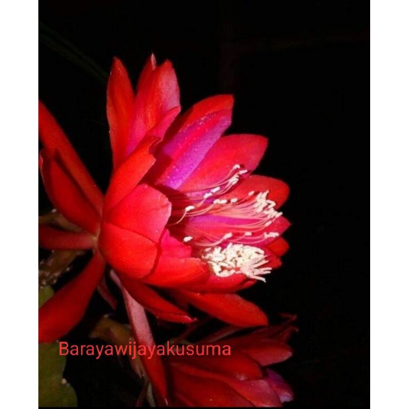 Epiphyllum Wijaya Kusuma Hybrid Madam Risma (dewasa)