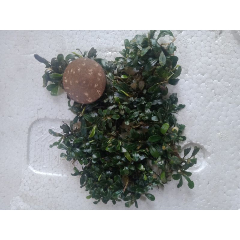 buce sp mini buat daun bonsay porsi nampan ukuran 25x25 cm