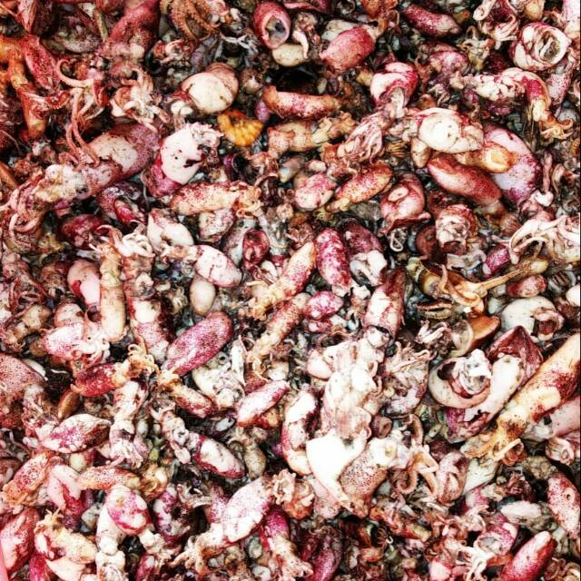

Baby Cumi Merah /Promo/Cumi Rebusan Darat 500 kg