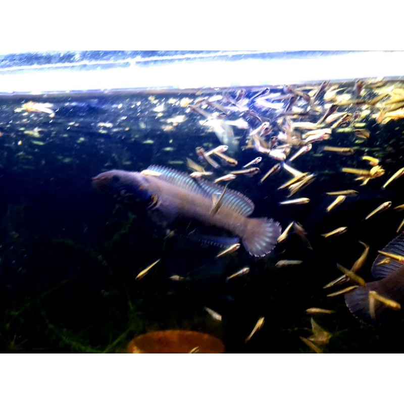 CHANNA ANDRAO PAIR PROVEN 14-16CM