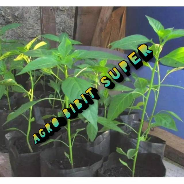 Bibit cabai rawit siap tanam dalam pot bibit cabe rawit unggul