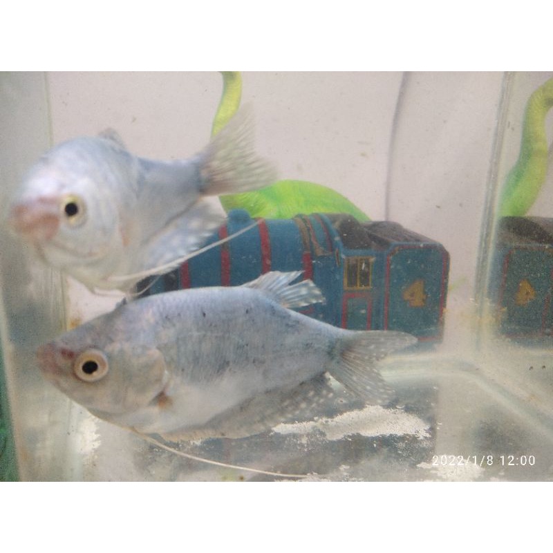 ikan sepat biru sepasang induk