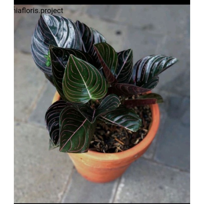 tanaman hias aglonema rotundum aceh / aglonema rotundum / rotundum aceh / aglonema murah rotundum