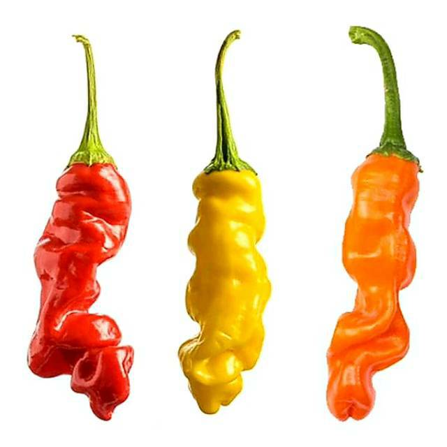 Benih / Bibit / Biji - Cabe Porno Peter Pepper Mixed (5 Biji) - IMPORT