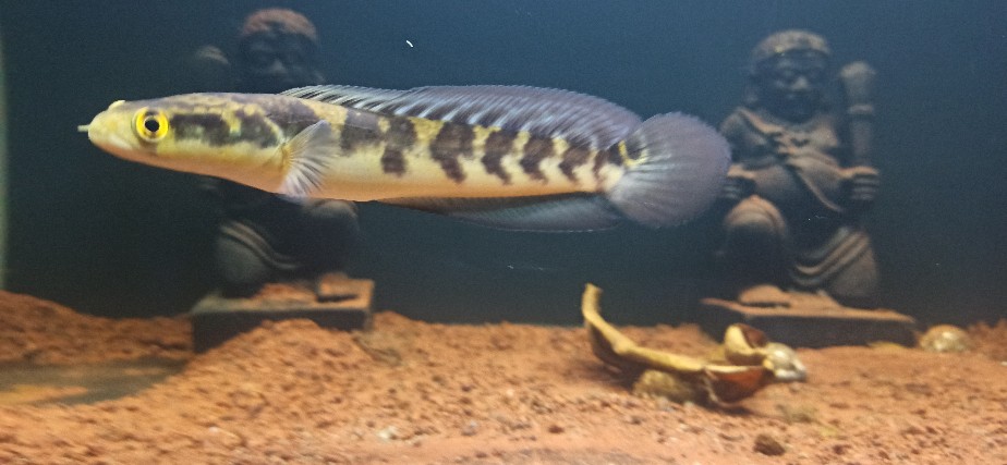 Sock Sambungan Pipa Pvc Ukuran 3/4 Inchi - Sok. Socket Merk Trilliun