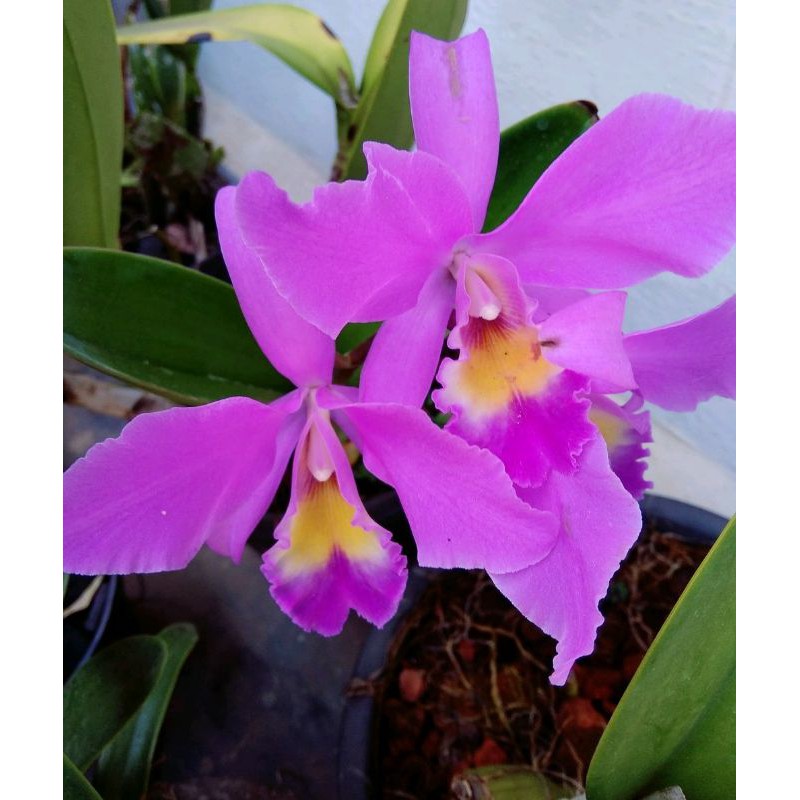 anggrek catlea catty cattleya mantinii mantini dewasa