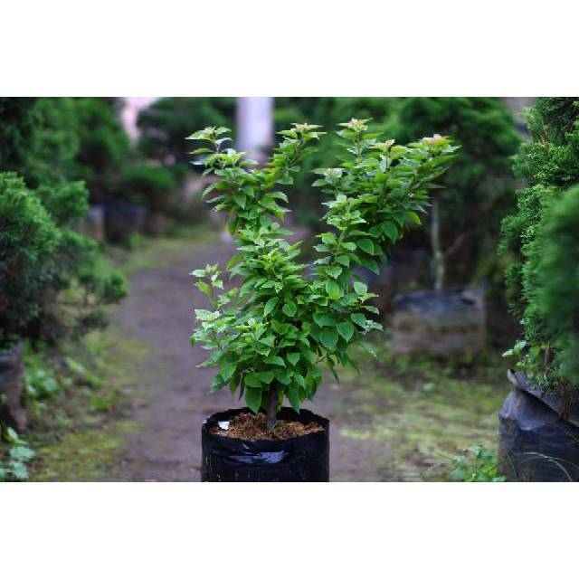 BOUGENVILLE SINGAPORE