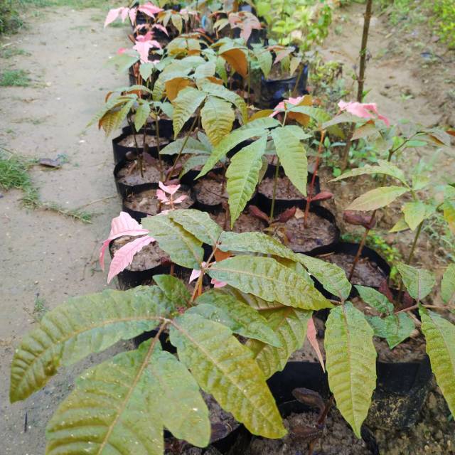 

Bibit Matoa (Klengkeng Papua) 3 Rasa (Durian, Klengkeng & Rambutan) - AGRO WISATANI