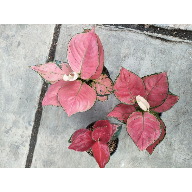 bunga aglonema import  paket 3 jenis murah meriah