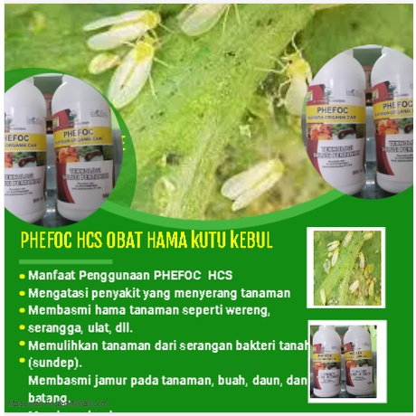 Obat kutu kebul paling ampuh-pembasmi kutu kebul-PHEFOC HCS