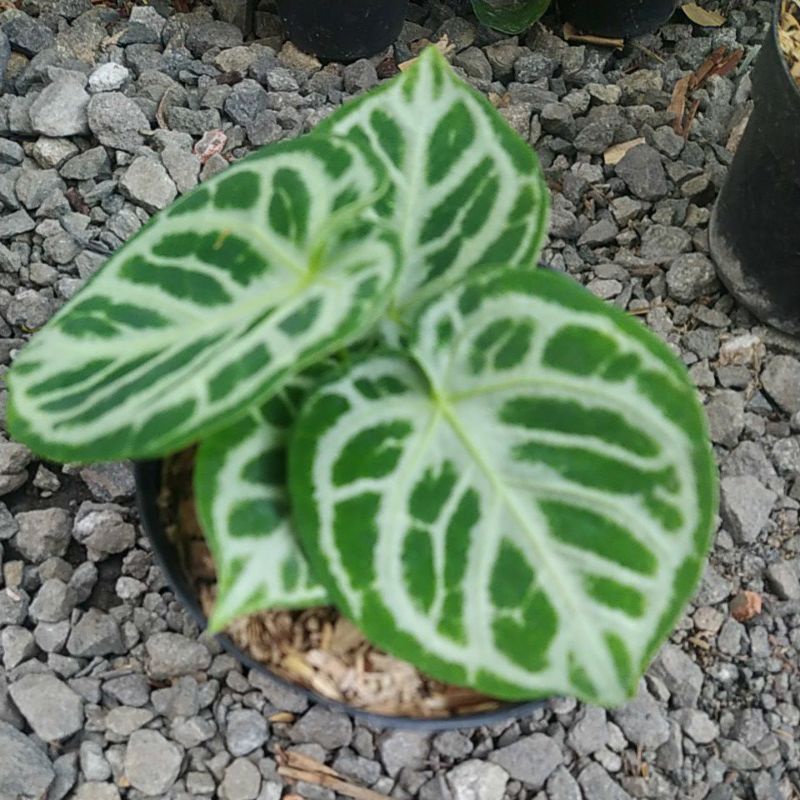 anthurium dorayaki silver