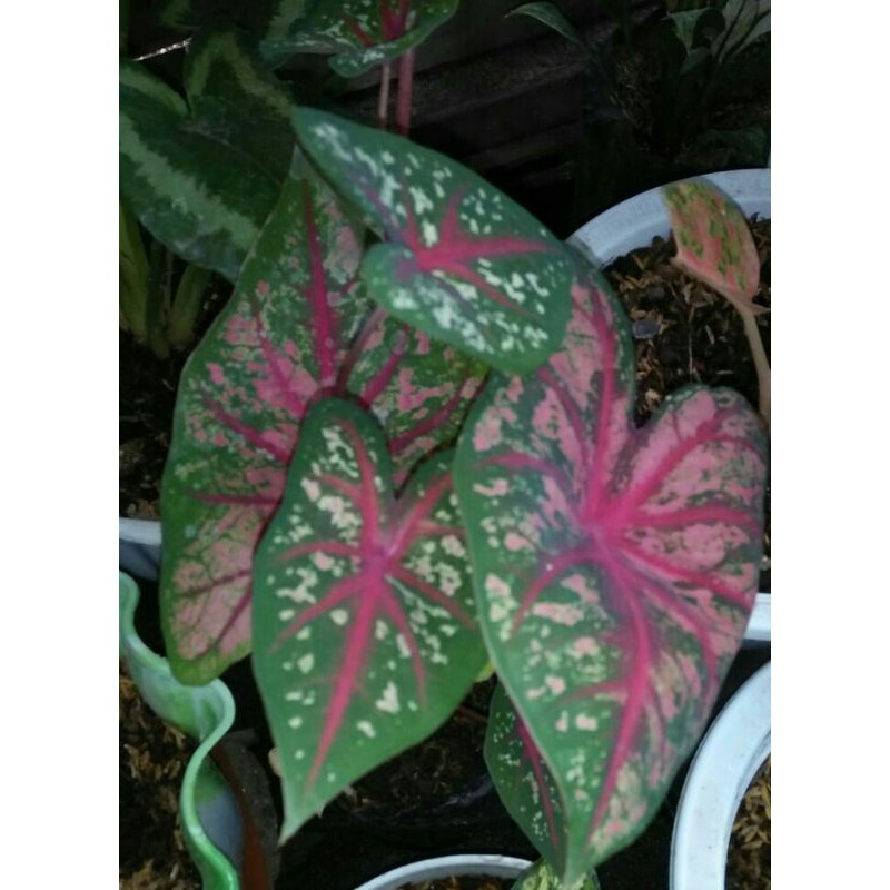 KELADI RED MERAH BONE