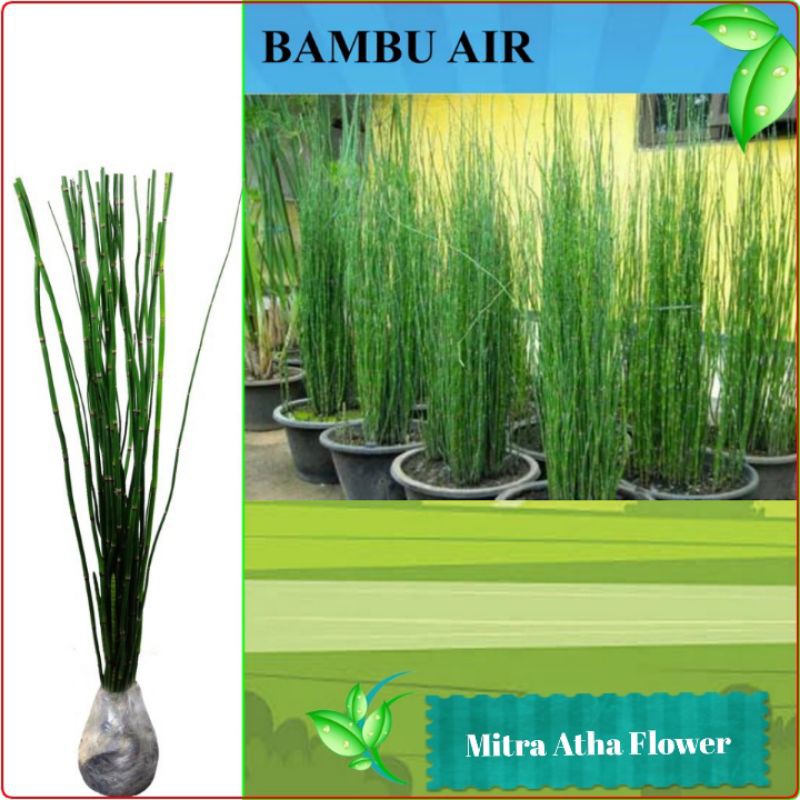 Tanaman hias - bibit bunga bambu air