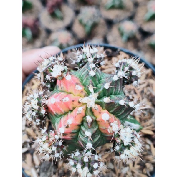 kaktus gymno miha Thailand grafting