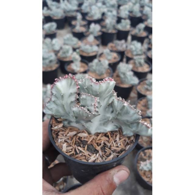 Kaktus // Euphorbia Lactea White