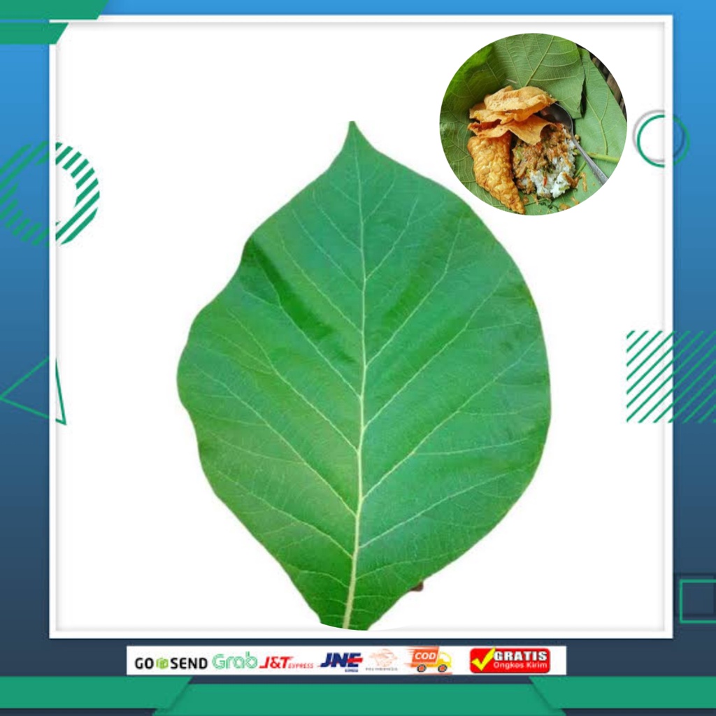 

Daun jati fresh box bungkus makanan/sayuran asli berkualitas 1kg