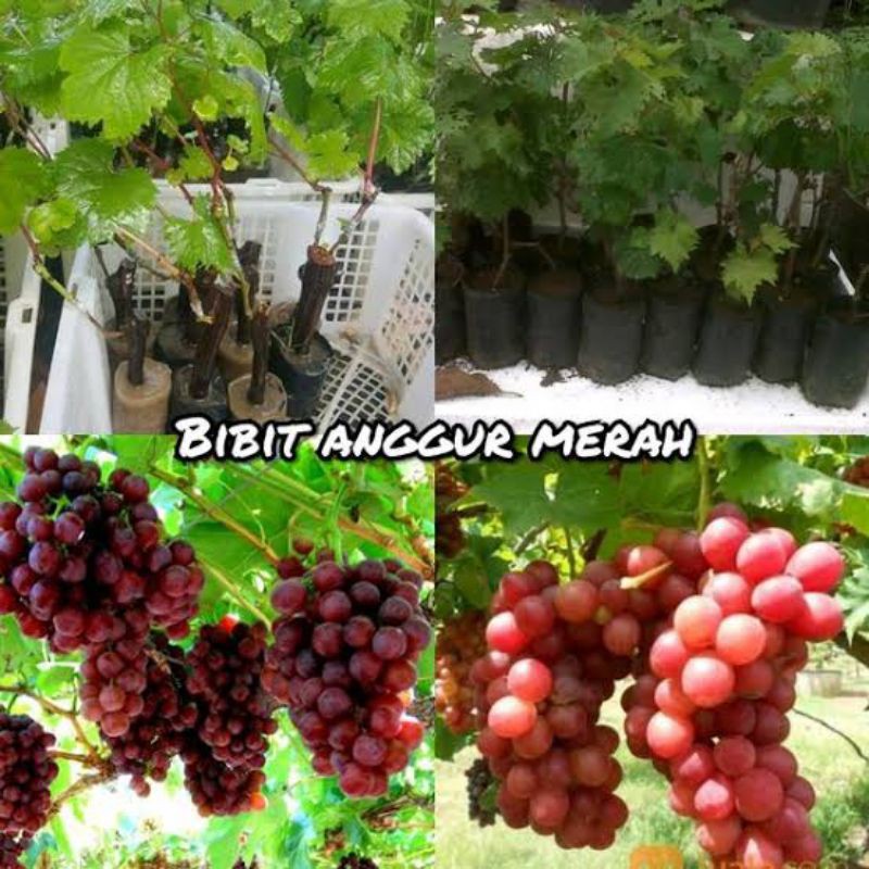 bibit anggur merah | biji anggur merah