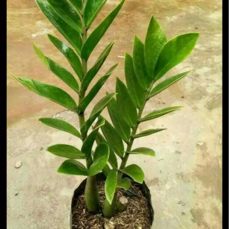 Tanaman zz plant - Dolar Zamia
