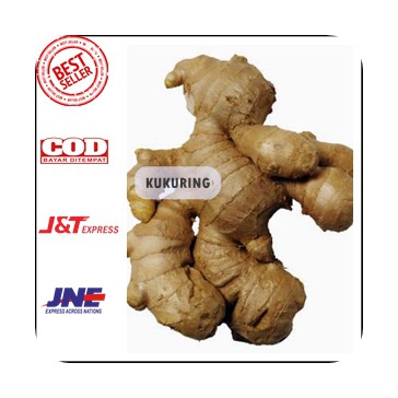 

Jahe Gajah Jahe Putih 1kg / Jahe Besa White Ginger