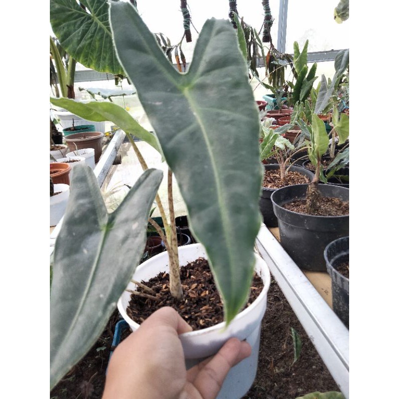 Alocasia sp 01