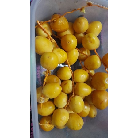 

kurma muda