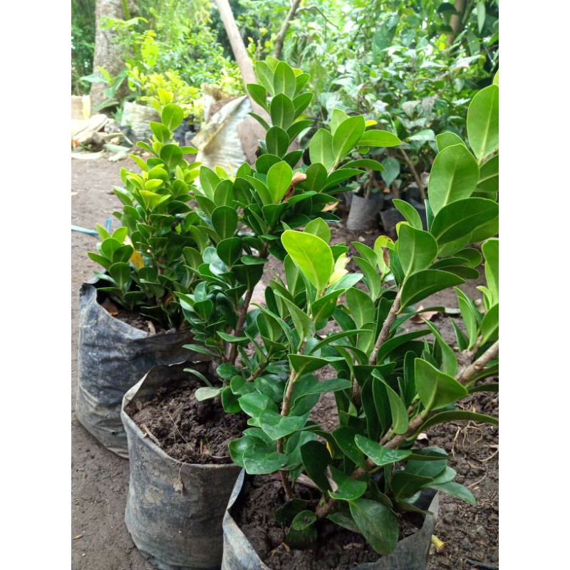 BIBIT BONSAI BERINGIN KOMPAKTA