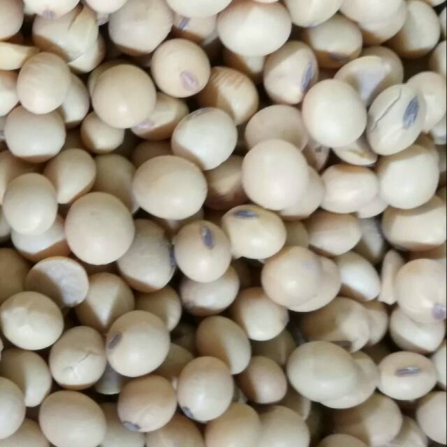 

Kacang Kedelai import