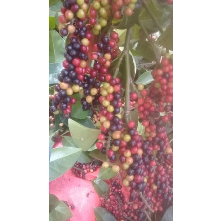 

buah huni atau buni