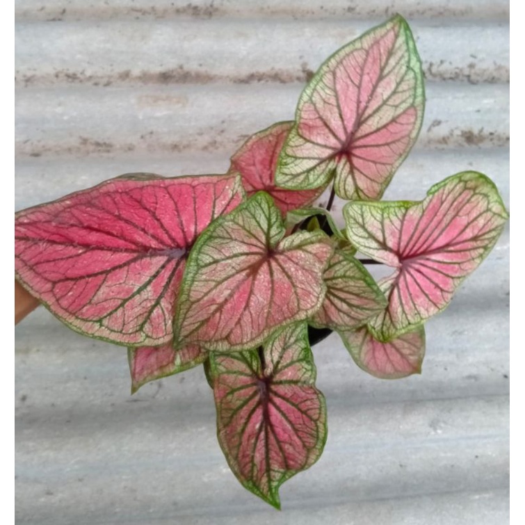 Keladi Srikandi/Caladium Srikandi/dobel leaf(daun ganda)/Keladi hias thailand