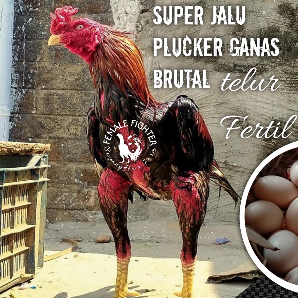 telur fertil ayam bangkok super aduan asli thailand shamothai jalu speed