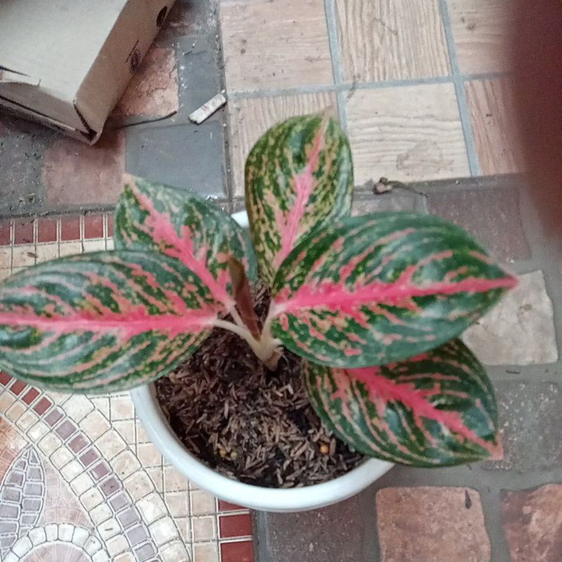 aglonema Widuri daun bulat tulang merah