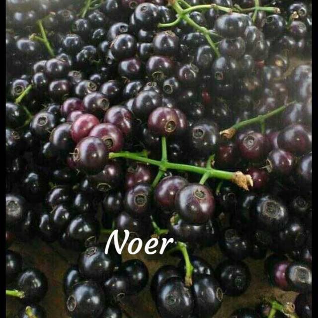 Buah Gowok Kupa Segar 1Kg