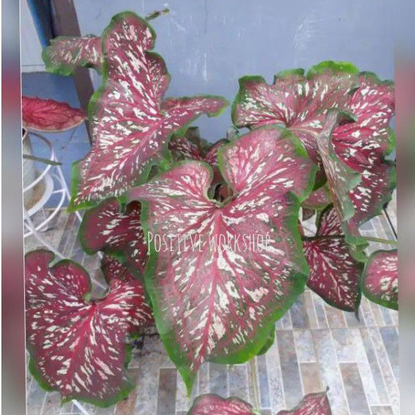 tanaman hias/caladium lonce worton/keladi/keladi lonce worton