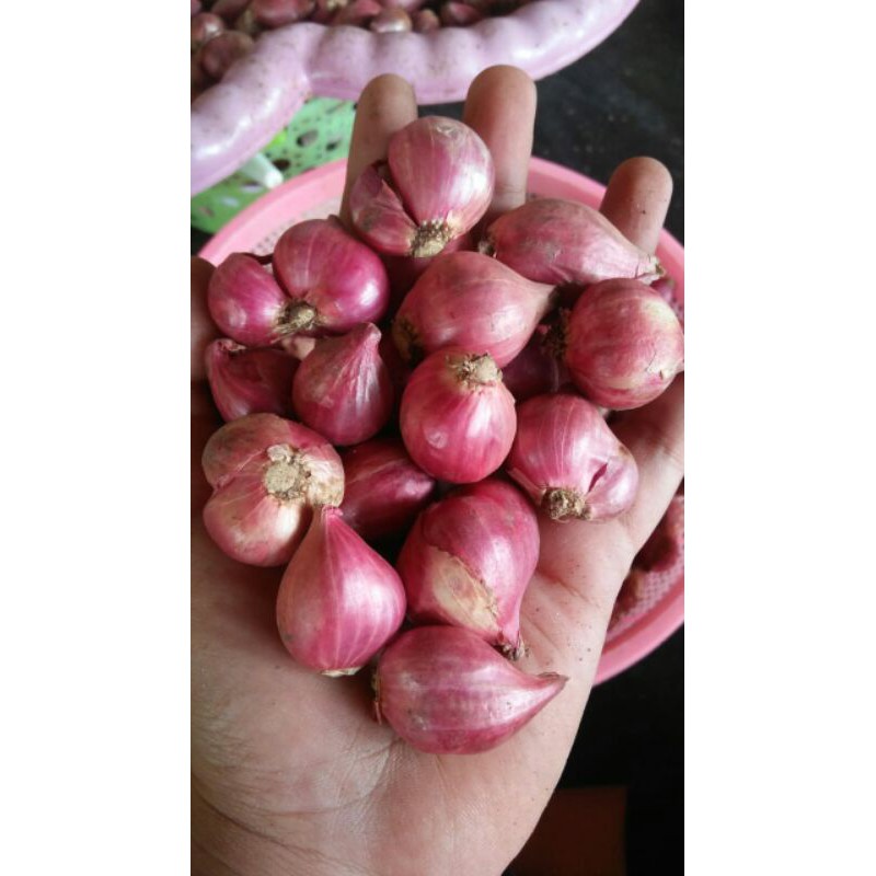 

Bawang merah probolinggo
